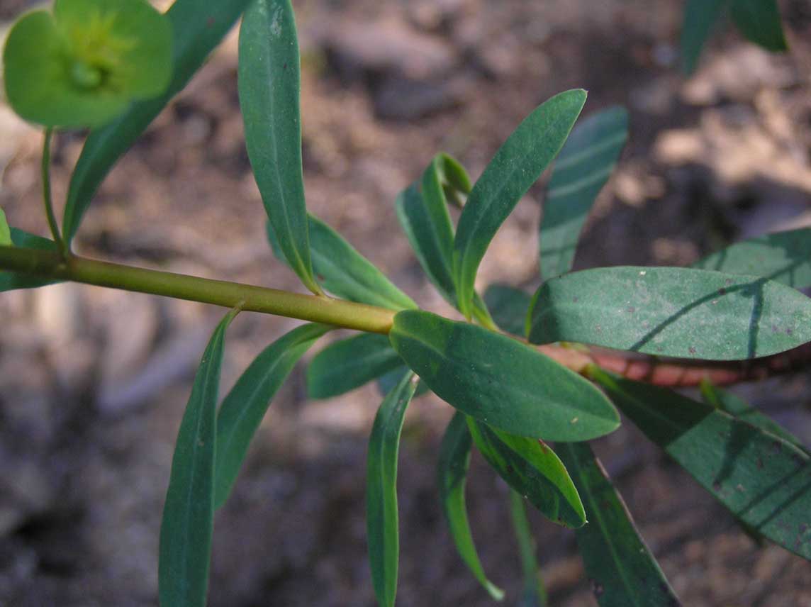 Euphorbia semiperfoliata / Euforbia semiperfogliata